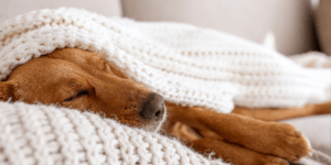 Image of dog sleeping in white blanket
